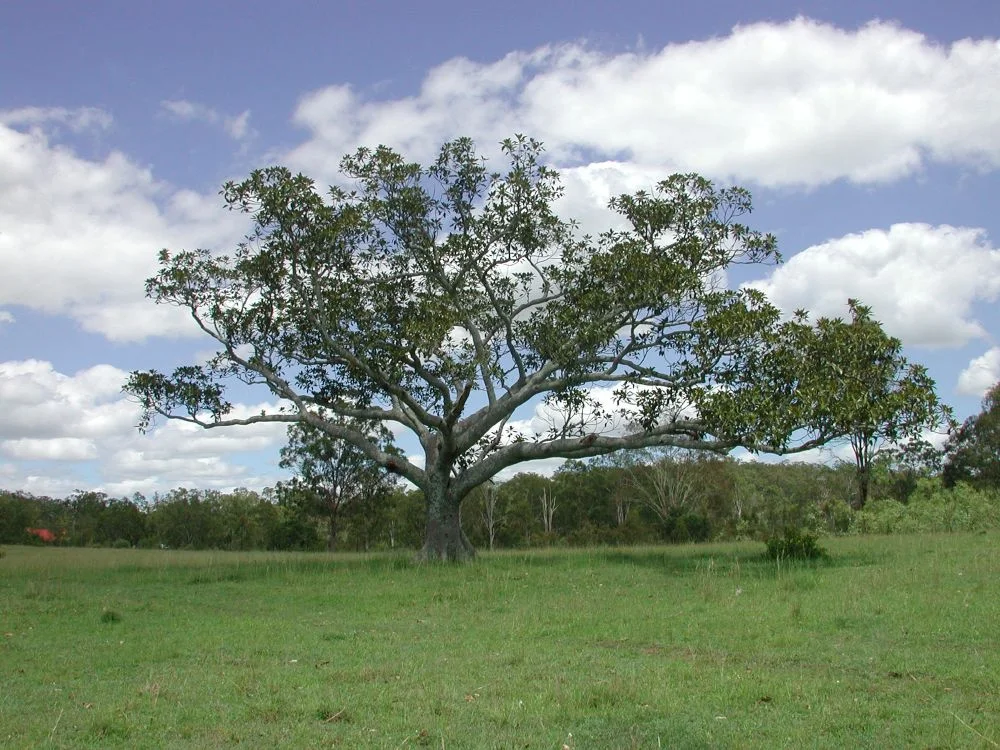 Deebing Creek Mission (former) (2004)
