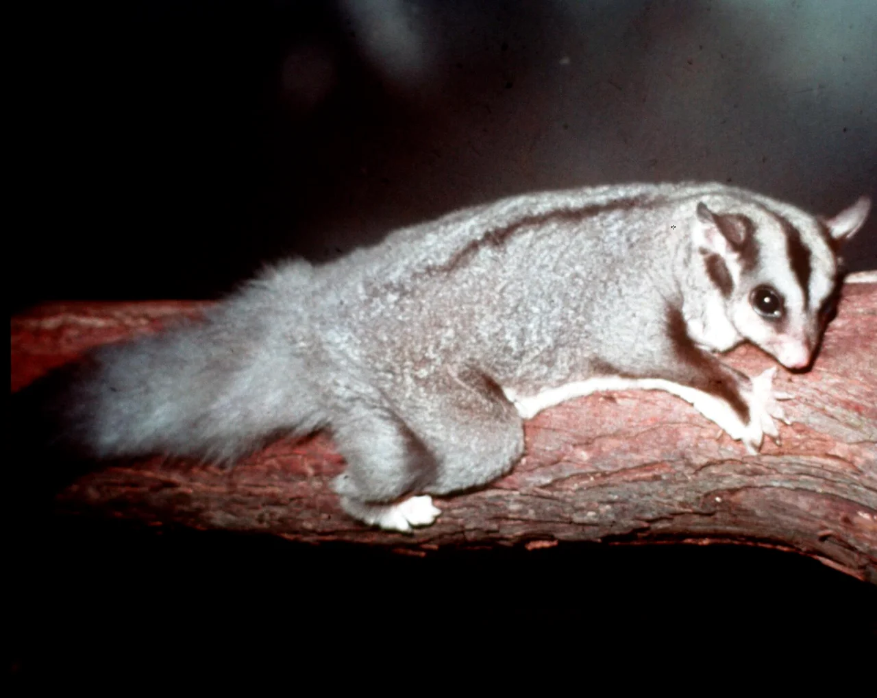 Squirrel Glider at Lone Pine Koala Sanctuary in Brisbane, Queensland, Australia