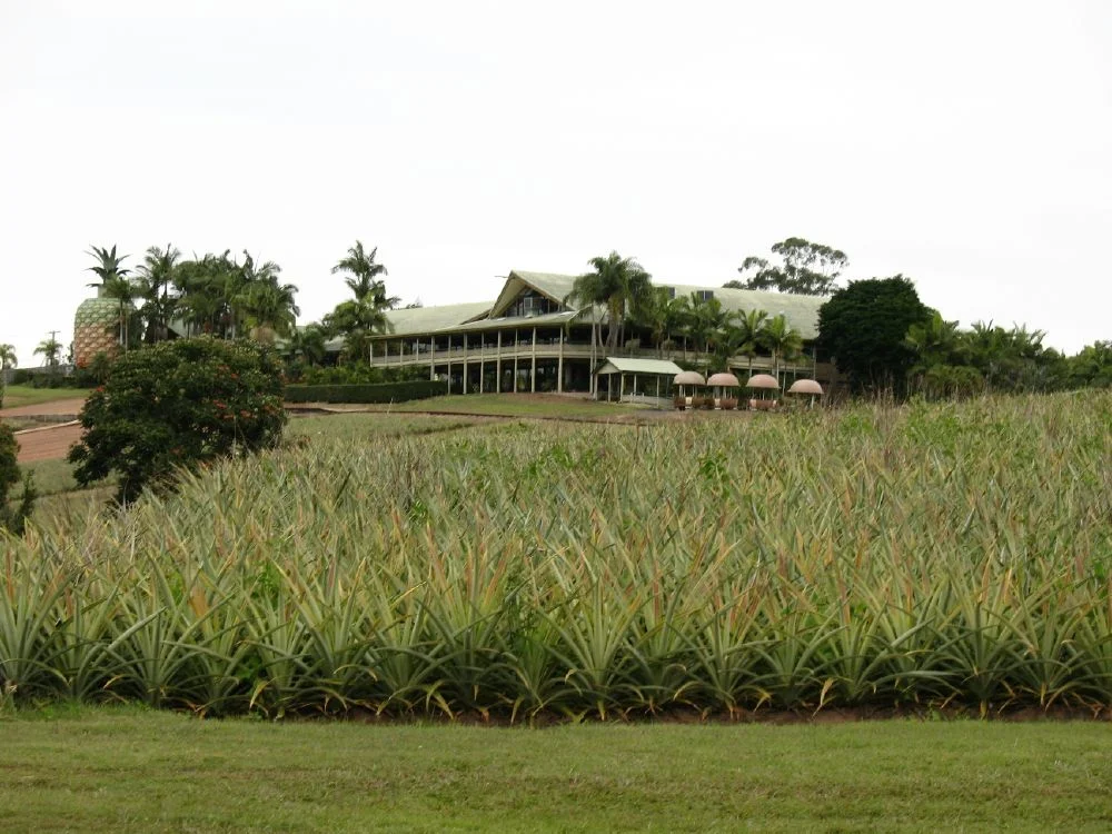 Pineapple - looking south from train ride towards restaurant (2007)