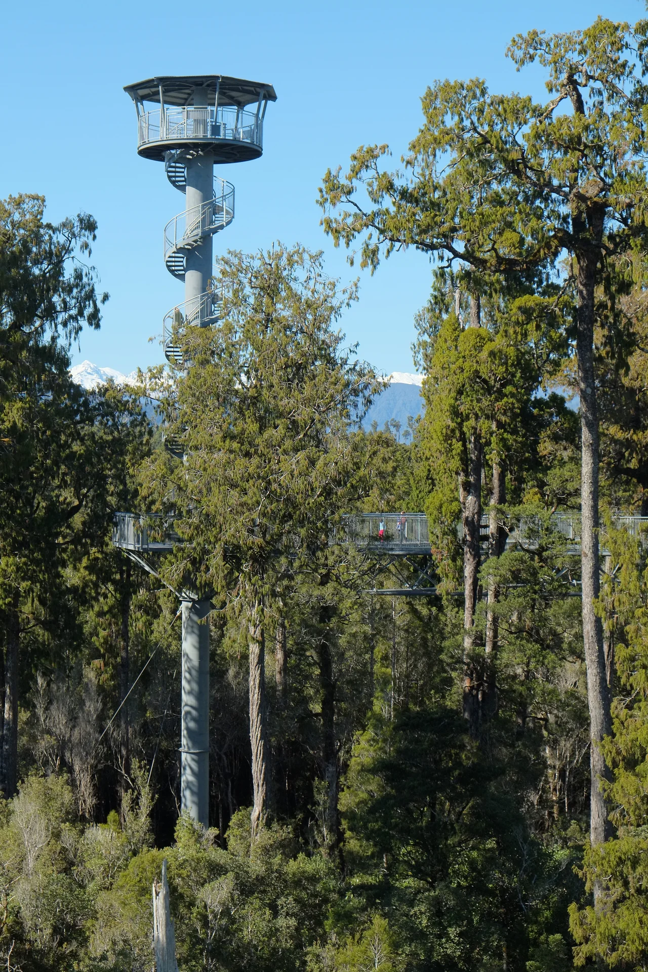 Hokitika Tower at Treetop Walkway amongst mature rimu trees of surrounding native forest
