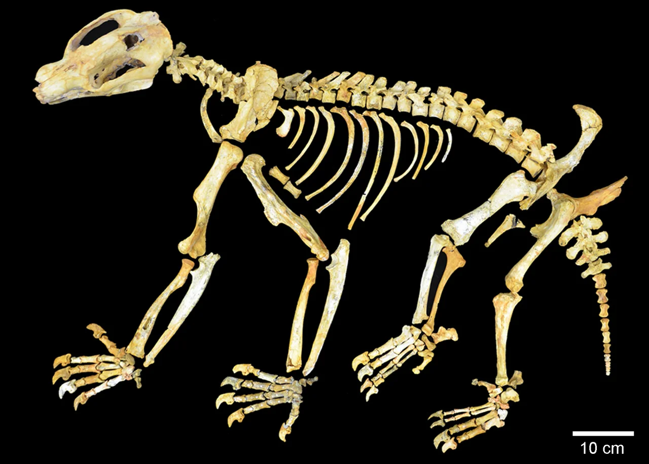 Composite Nimbadon lavarackorum skeleton from AL90, Riversleigh.
doi:10.1371/journal.pone.0048213.g001