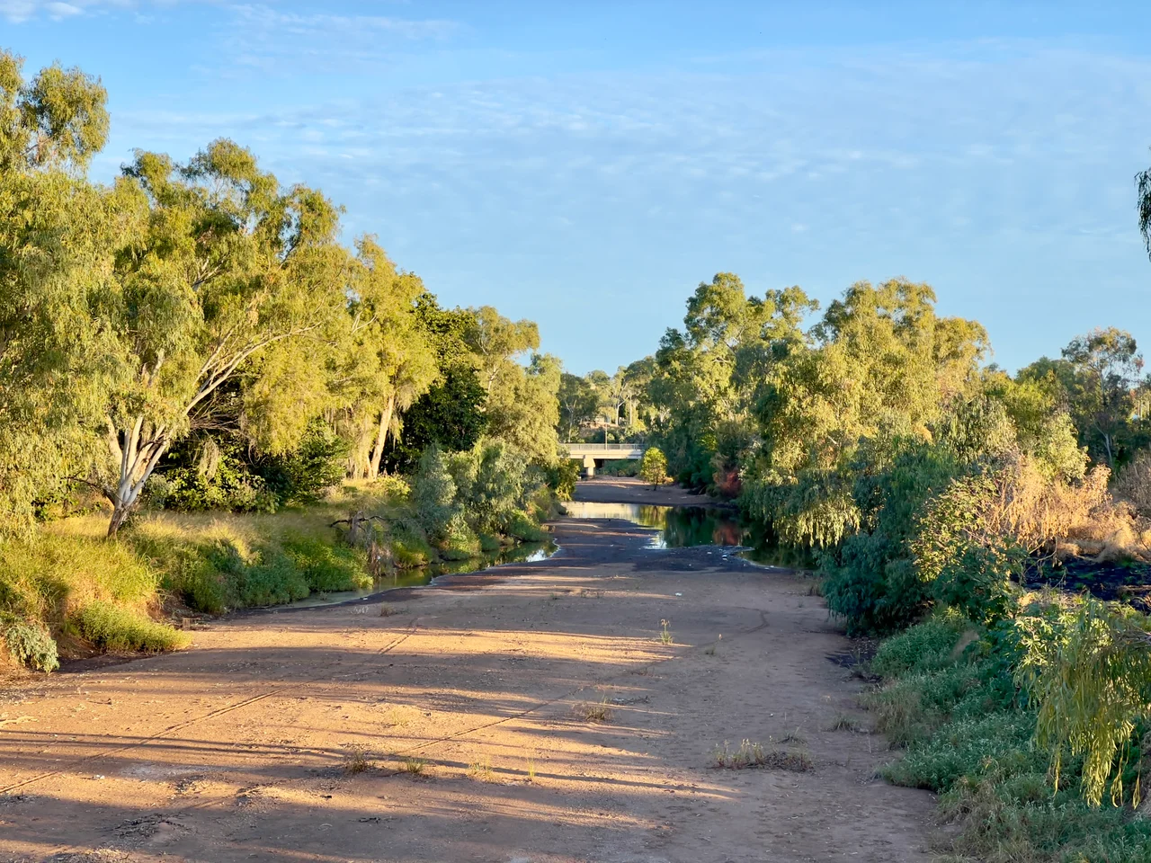 Aegopodium podagraria