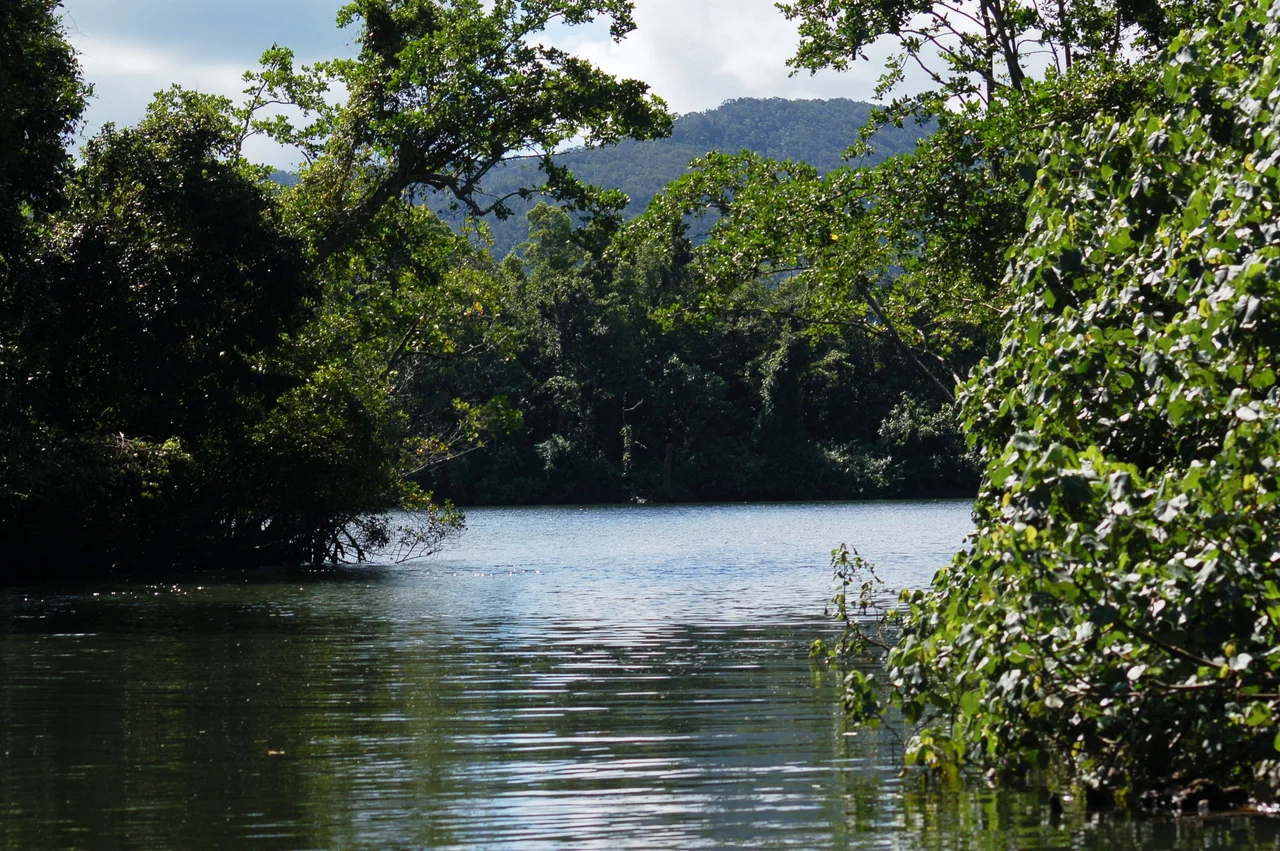 Daintree River, Queensland, Australia.  In the foreground is a small tributary river to the Daintree.  In the middle is the confluent between the tributary and the main river.  In the background is the Daintree.  Direction is looking north.  The picture was taken approximately 4km west of the vehicle ferry.