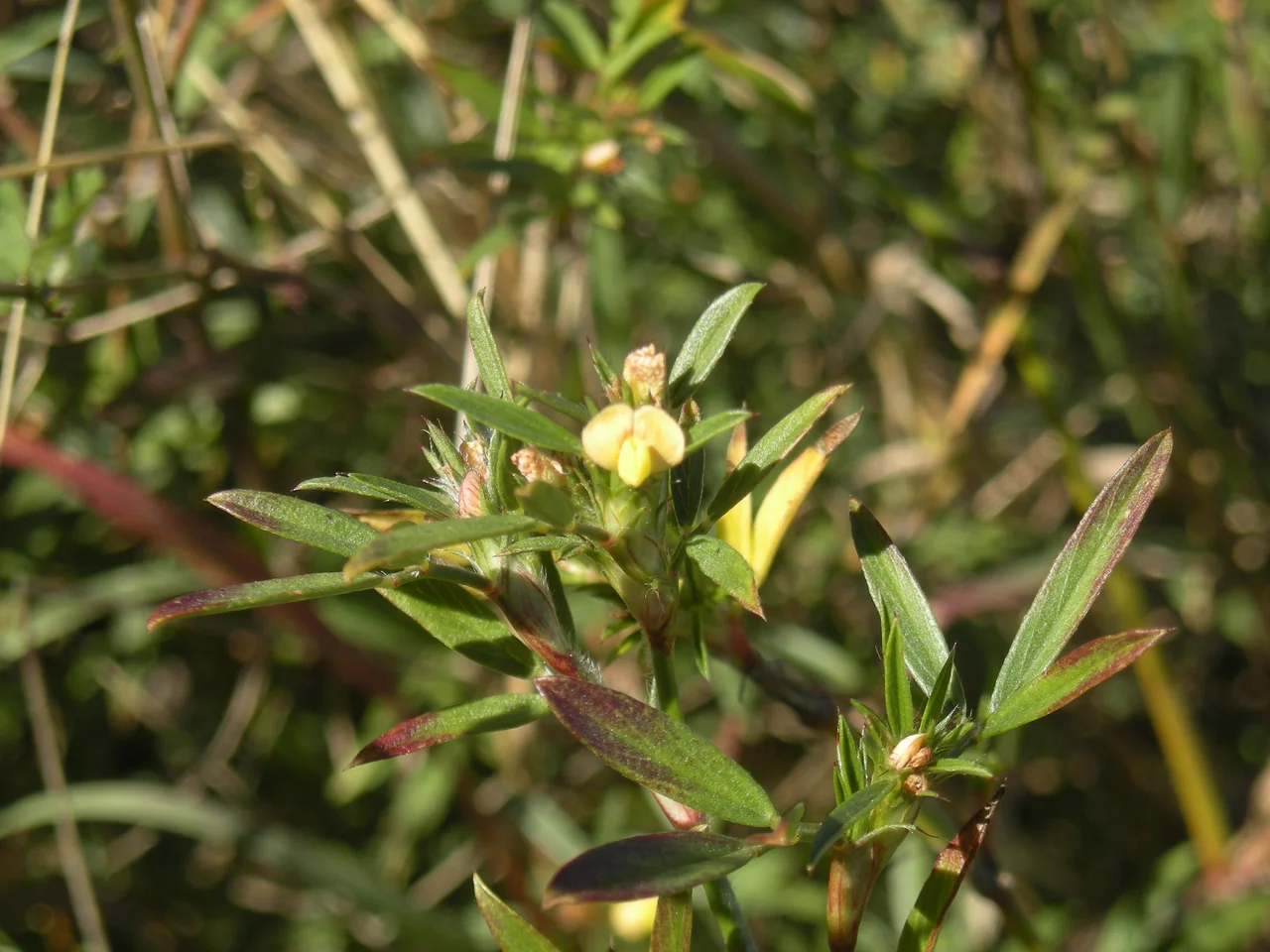stylosanthes humilis blossom and foliage
