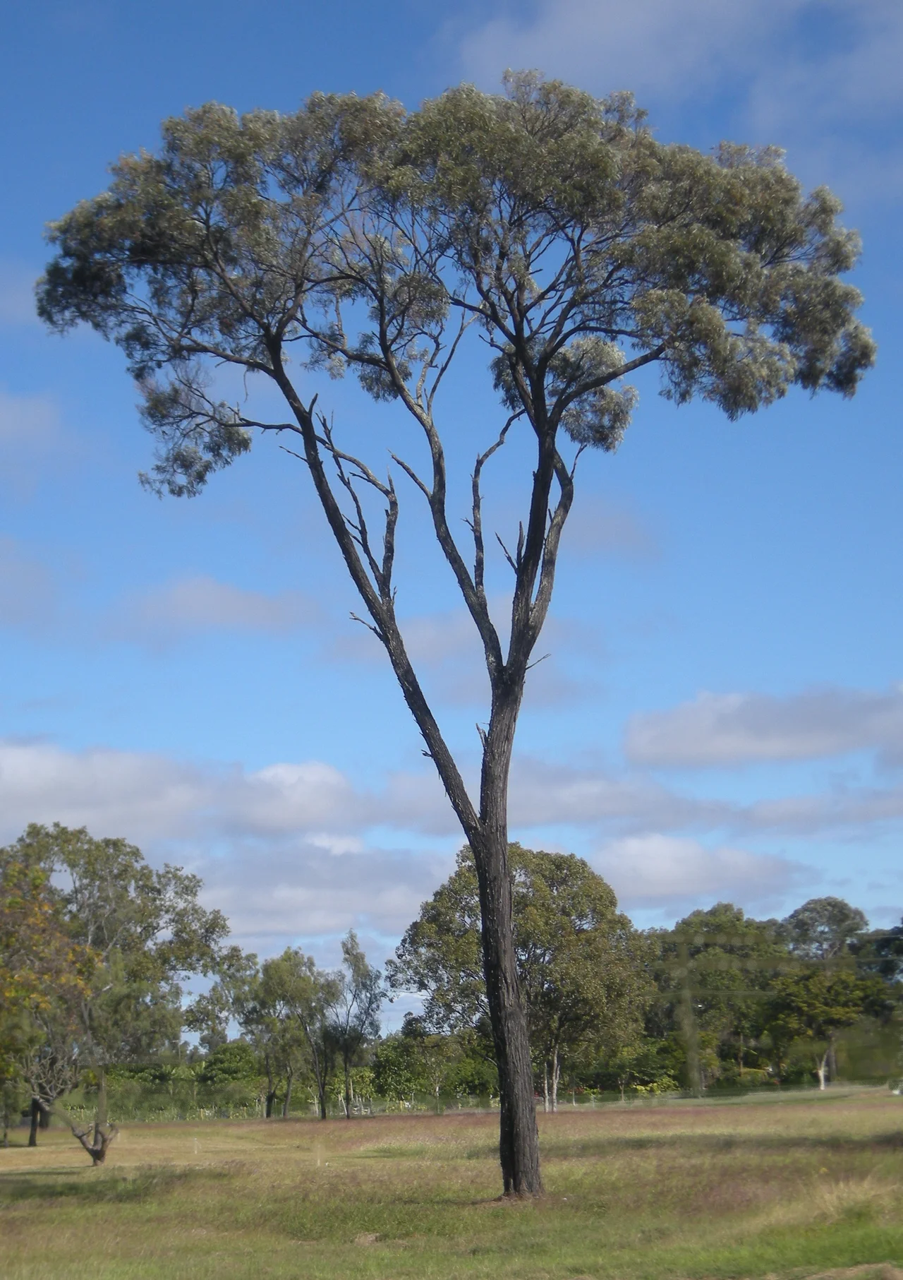 A 20 metre tall remnant brigalow tree in coastal central Queenland, Australia. It is classified as Acacia harpophylla.