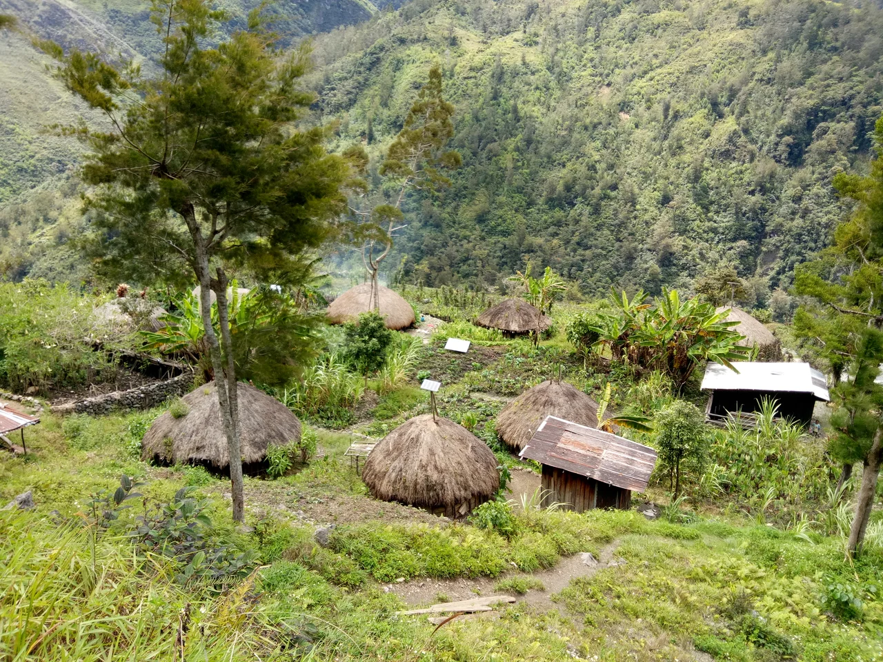 Yale in Hulesi Village, Mugi District in Baliem Valley, Yahukimo Regency, Highland Papua