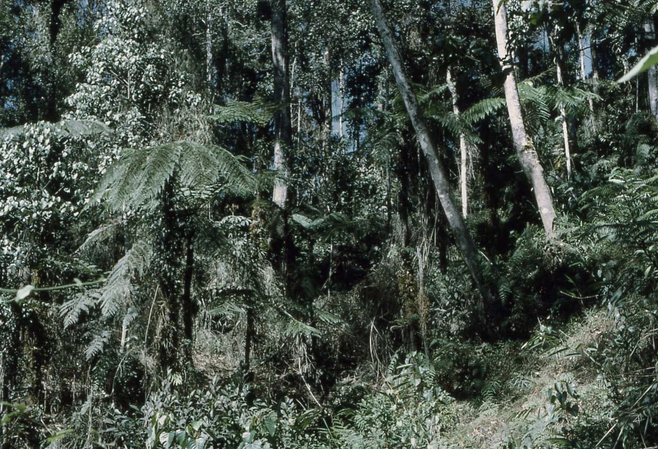 Mid mountain forests / Dense Forest on mountain spurs / Owen Stanley Range, Bulldog Track, PNG