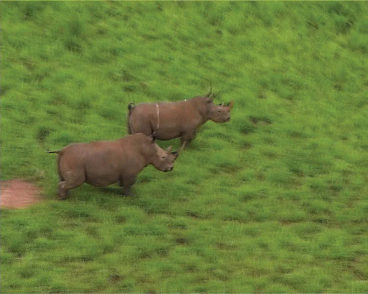 The now extinct Northern White Rhino, Garamba Congo 2003