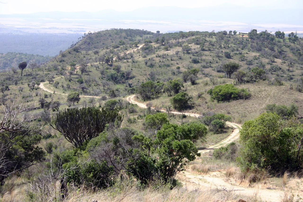 On the road to Lewa. Some Euphorbias and Acacias along the way.