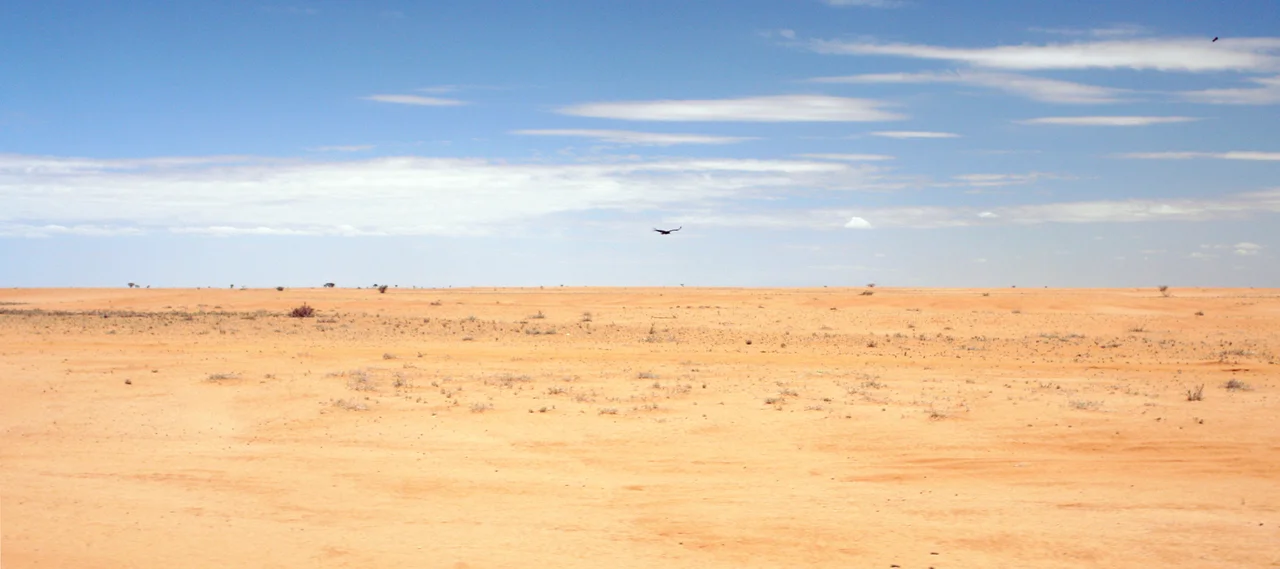 Solo bird Chalbi Desert Panorama, Marsabit County