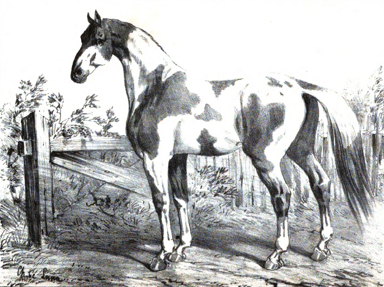 Cheval de Dongolah