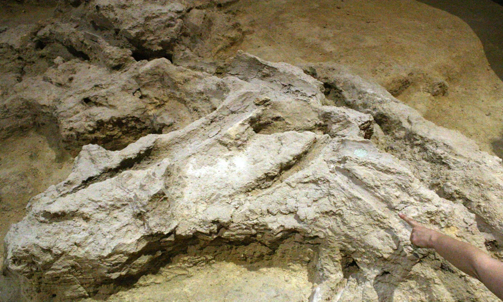 fossil wood negatives in abric Romaní prehistoric site, Capellades, Spain, shot during the International workshop "The Neanderthal Home: Spatial and Social Behaviours", October 2009