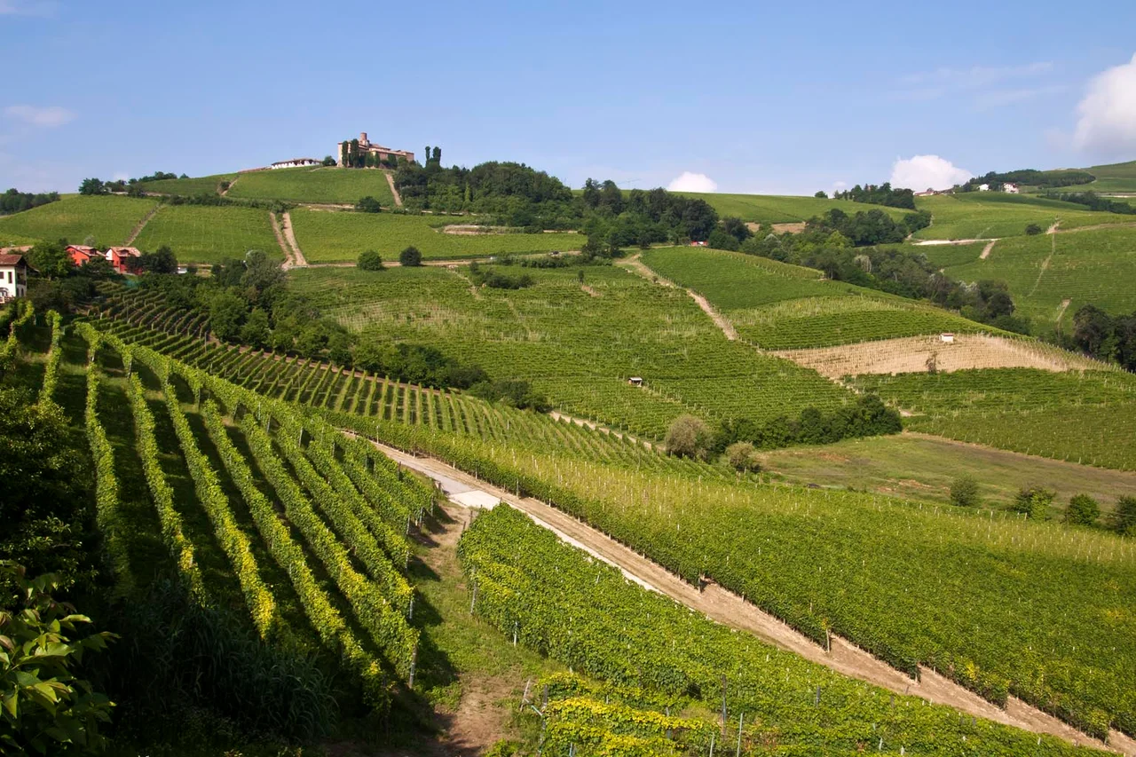 Hilly area and its vineyards (Langhe) in the province of Cuneo in Piedmont – Italy.