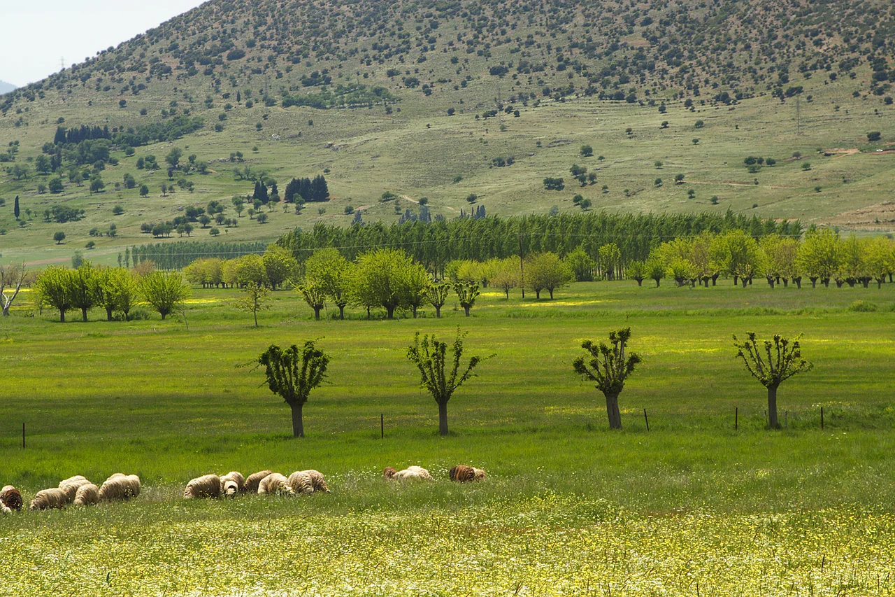 Southend of the closed Karst basin „Nestani-Saga-Polje“ in the Arcadien highland, Peloponnese Greece. In this part of the basin, „Argon Pedion“ (Greek for “untilled plain”, see also „Description of Greece“ by the ancient author Pausanias, 110-180 AD) sheep- and goat keeping dominate. Extraordinary winter rains flood this basin section even today, retarding any possibility of cultivation. The mass of water, which may form a temporary lake can only be drained subsurface by one single ponor, (Greek: καταβόθρα).
The section of the slope immediately above the plain resembles abandoned terraced cultivation. Such active cultivation is recorded for the northern part. Animal path destruction is also (partly) visible but too limited to contradict the slopes character.