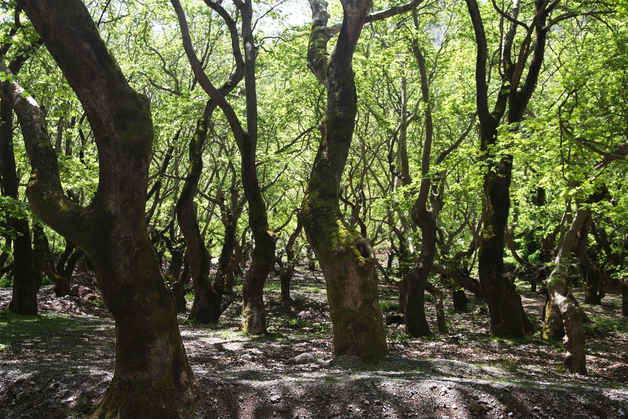 karst springs of river Aroanios (Achaea, Peloponnese). The springs emerge directly from limestone rock or from loose sediment, a ground of sandy gravel, well shaded by a forest of Platanus orientalis. The water comes from the carbonate Aroania Mountains (1500- 2341 m) and also from joints fed by the katavothren (Greek term for ponors/sinkholes) of the Feneos depression. On a surface of only 30x800 m 41 tiny outlets result in a remarkable large brook.
Unfortunately this rare kind of a geotope is not suitably protected. The site is dominated by touristic-commercial interests.