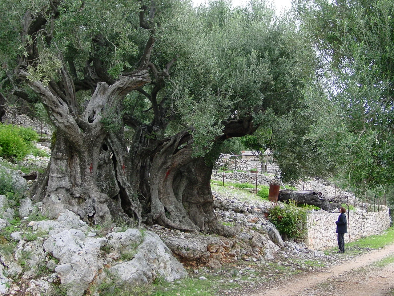 Olive tree on Ithaca, Greece, that is claimed to be at least 1500 years old. Photo by Rien Post, june 2006.