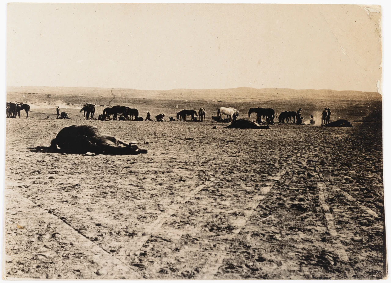 Horses resting after the Battle of Beersheba, Palestine, 1917