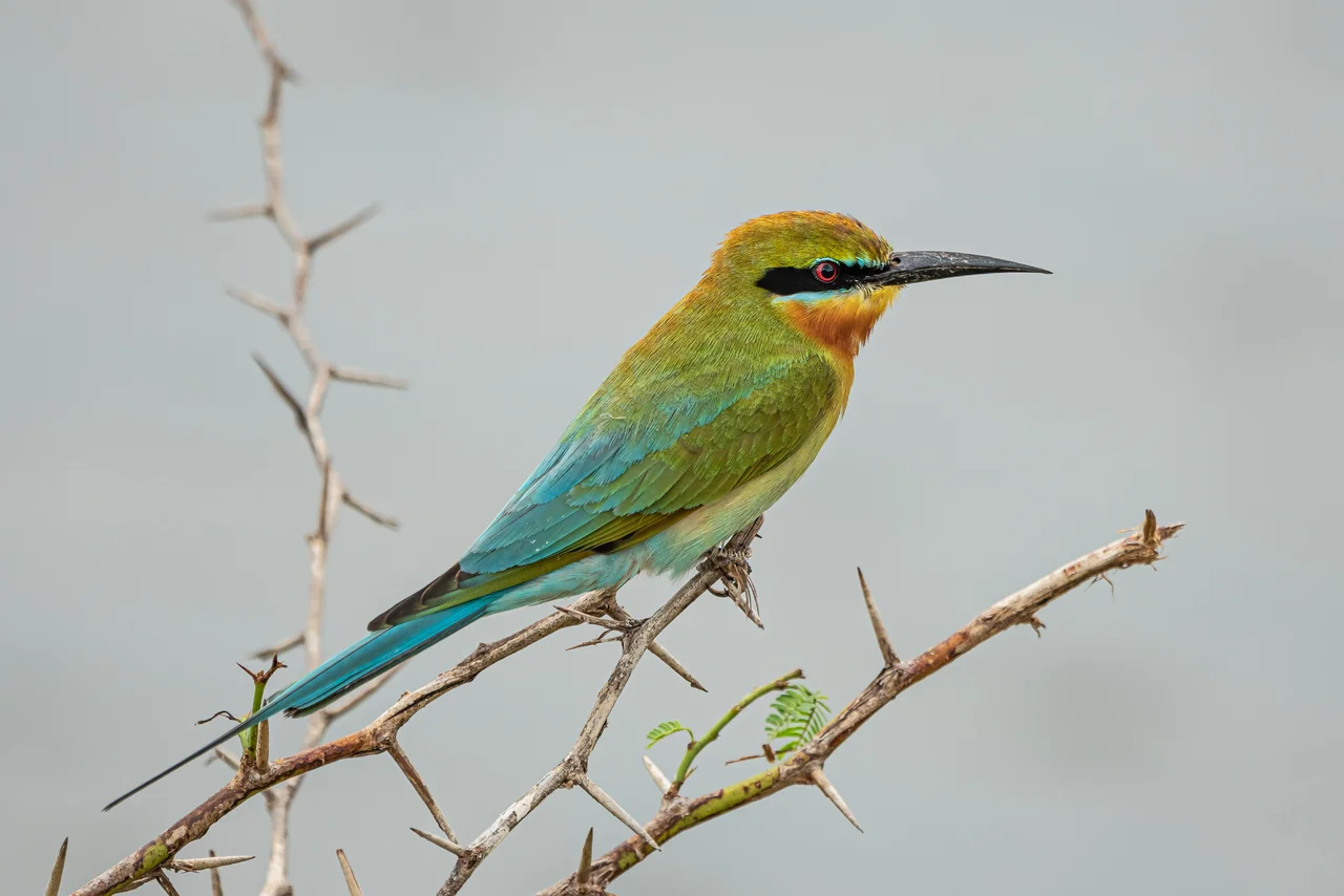 Blue-tailed Bee-eater in Bundala National Park, Sri Lanka