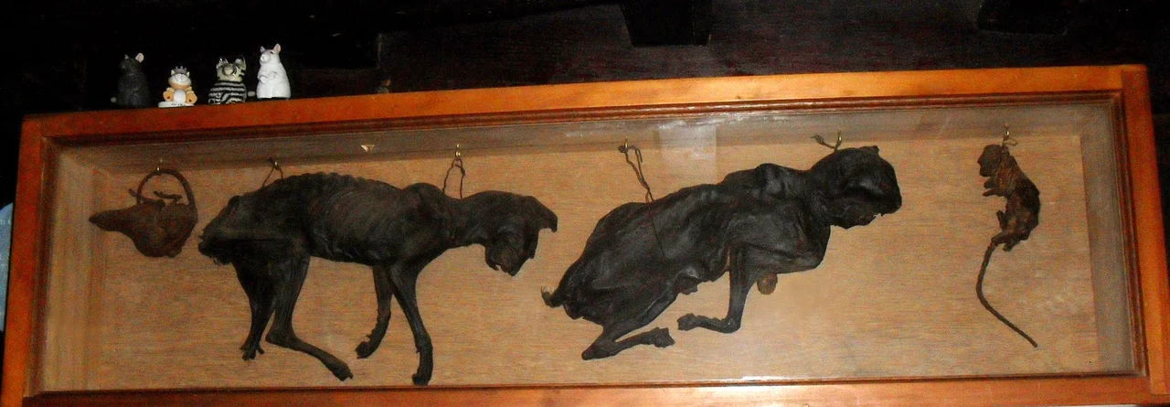 Two mummified cats displayed on the wall of the 16th-century Stag Inn, 14 All Saints Street, Old Town, Hastings, East Sussex, England.