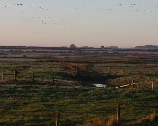 Geese at dawn. Tens of thousands of Pink-footed Geese roost at Holkham or on the saltmarsh at Wells and many fly out at dawn to feed in fields.