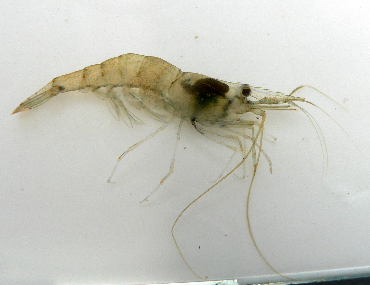 Palaemon varians(Leach, 1814) -- atlantic ditch shrimp, Brakwatersteurgarnaal from Hekslootpolder, Spaarnwoude
