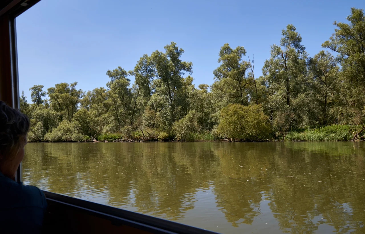 Typical view of the internal parts of the Hollandsche Biesbosch (national park), near Dordrecht, the Netherlands.