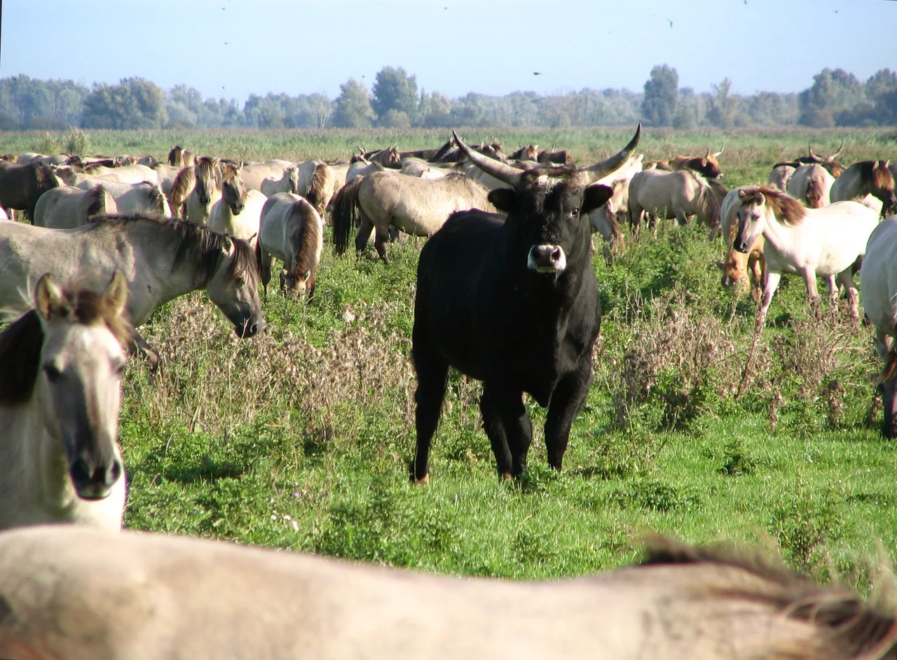 A Konik horse and Heck cattle group, in Oostvaardersplassen, a nature reserve in Netherlands.