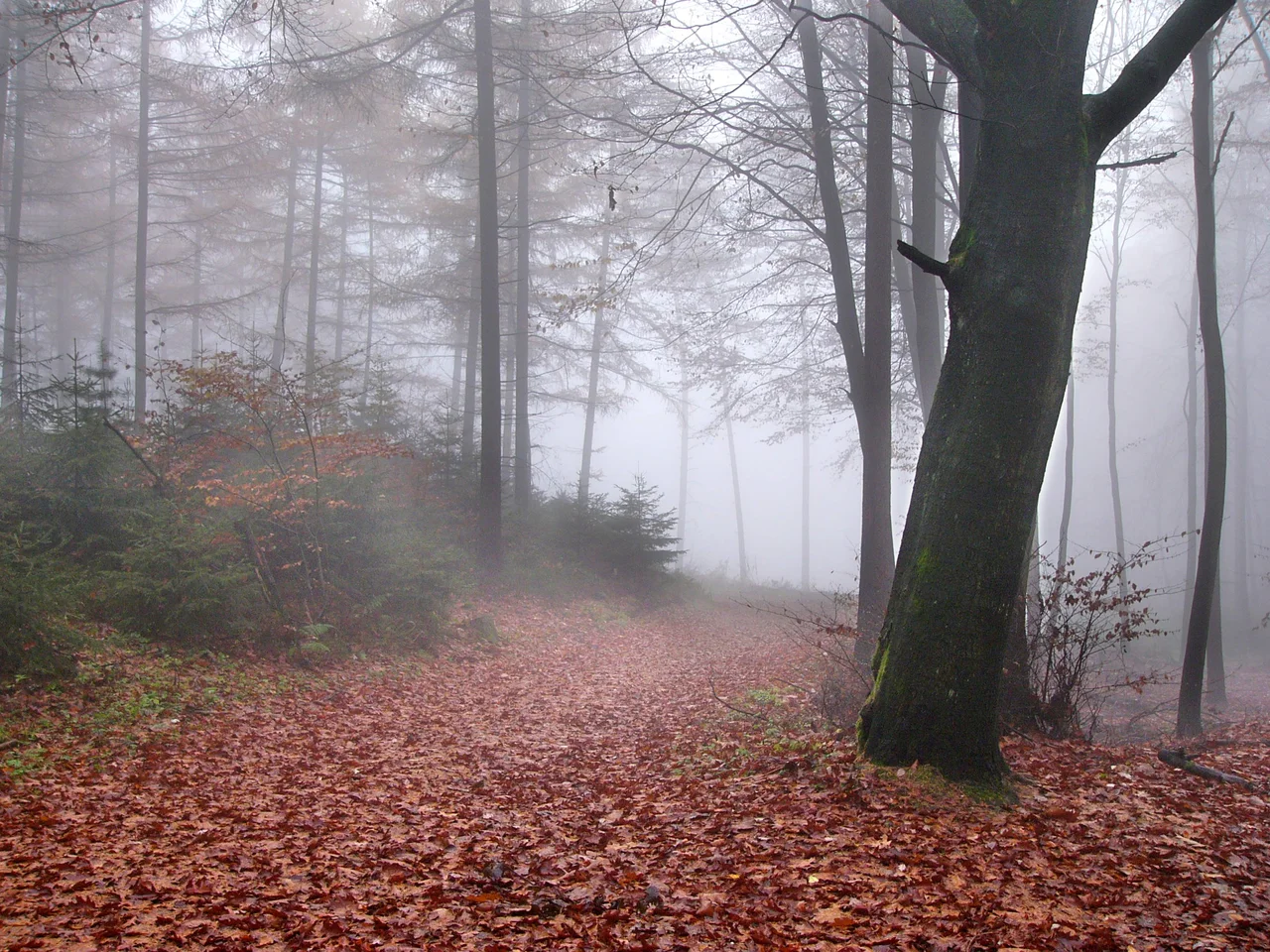 Fog in Teutoburg Forest near Oerlinghausen, Germany