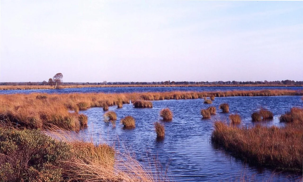 The "Dobbe" in the "Ewiges Meer und Umgebung" nature reserve ("Eternal lake"), a big moor lake in East Frisia, NW Germany.