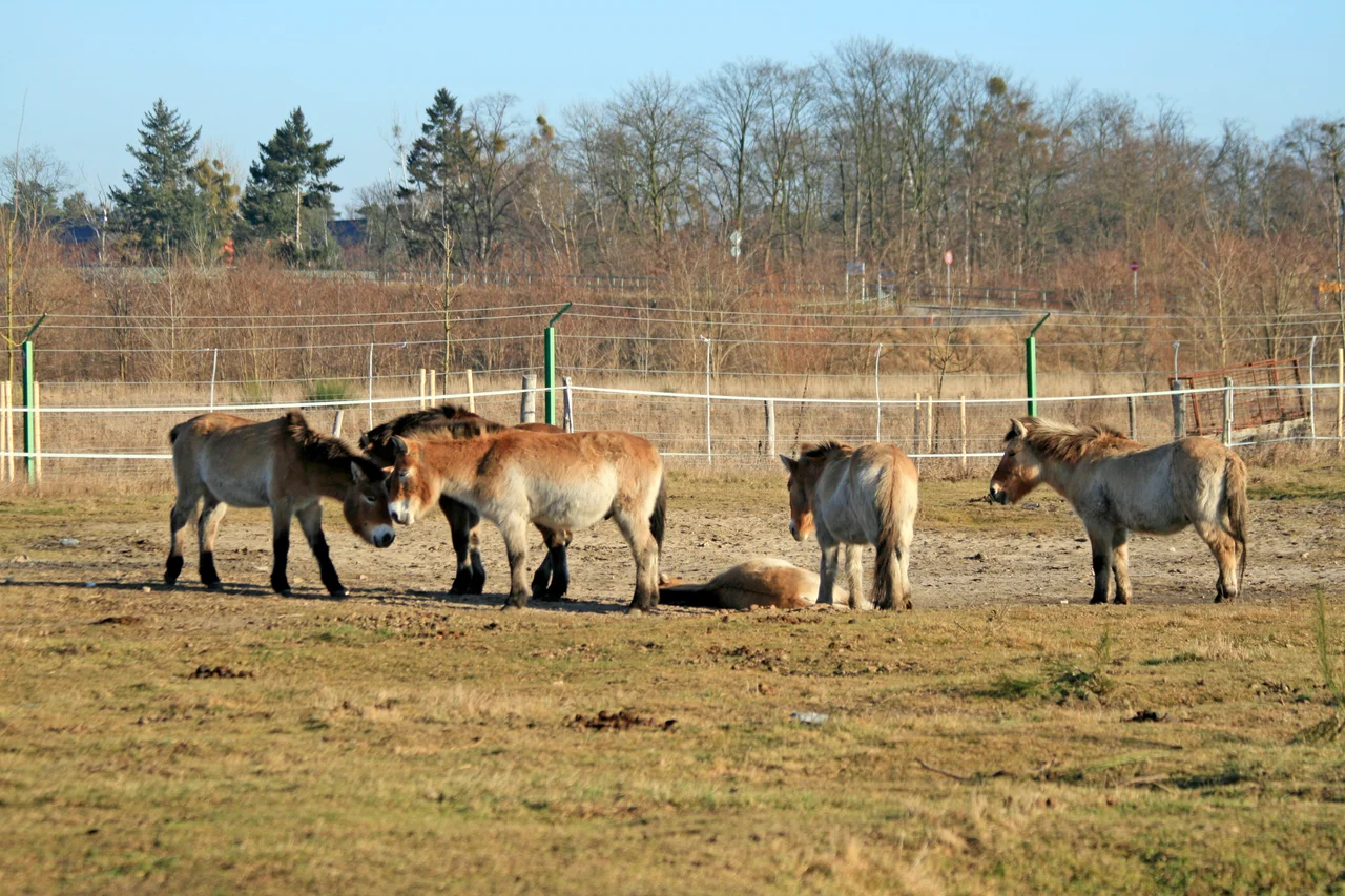Przewalski-Pferde in der Döberitzer Heide.
