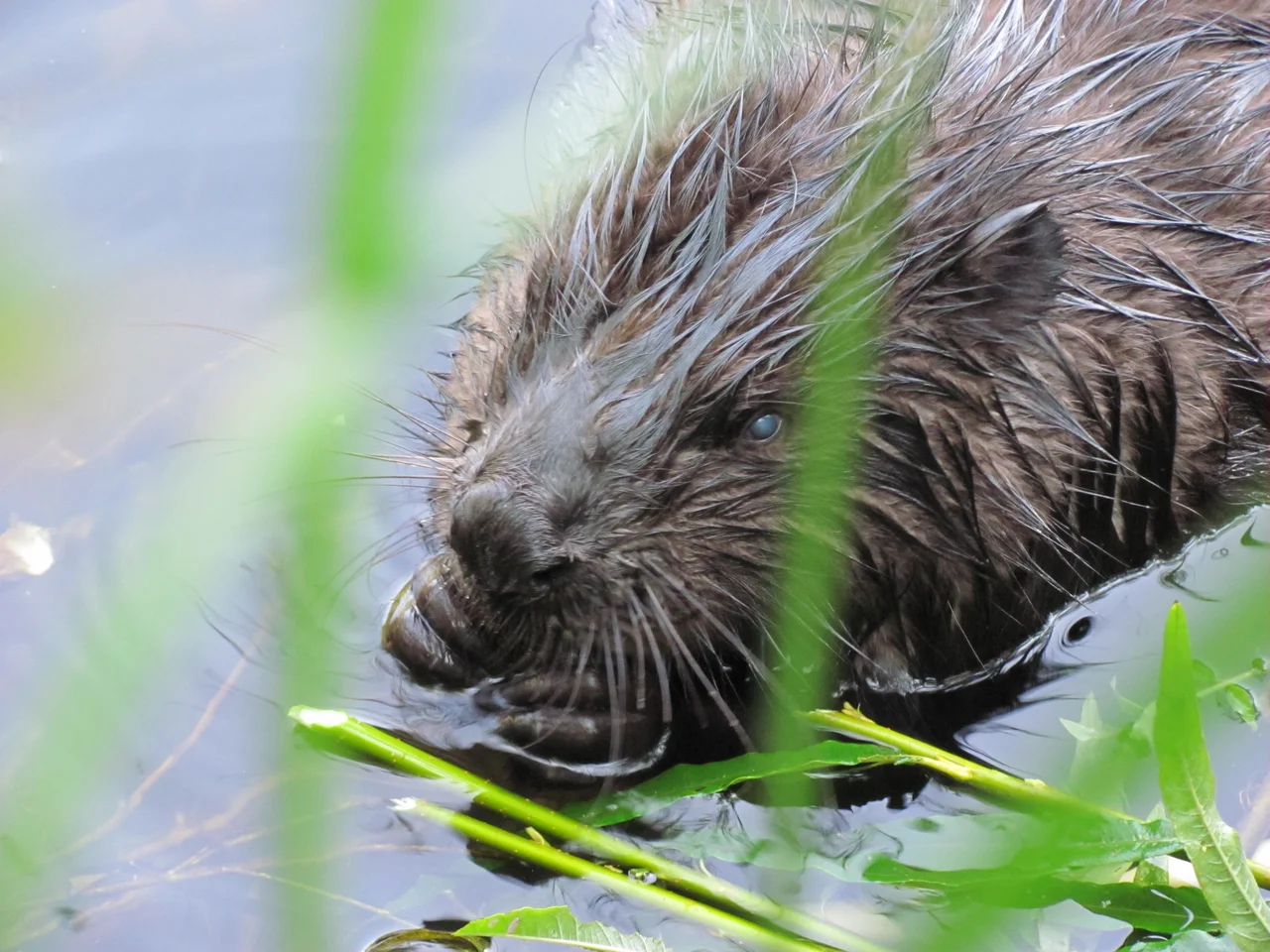 Beavers are typical inhabitants of the Castle's landscape park