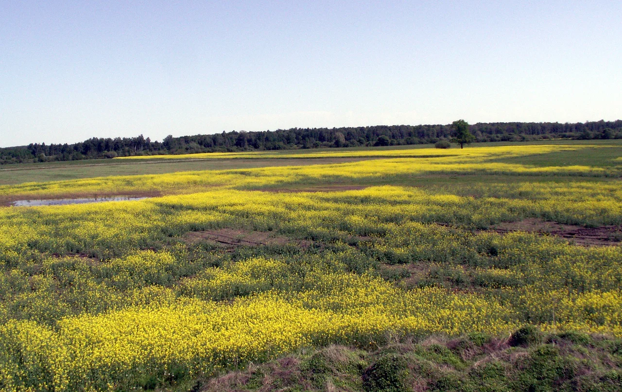 Place of Battle of Saule, Jauniūnai, Joniškis district, Lithuania