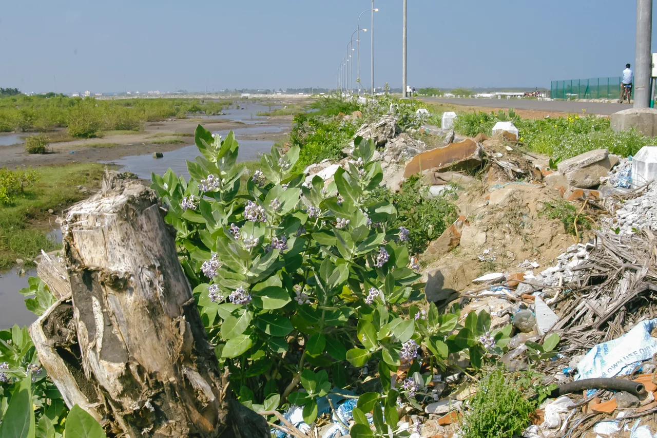 Tree stumps and debris remain on Karaikal beach after the 2004 tsunami