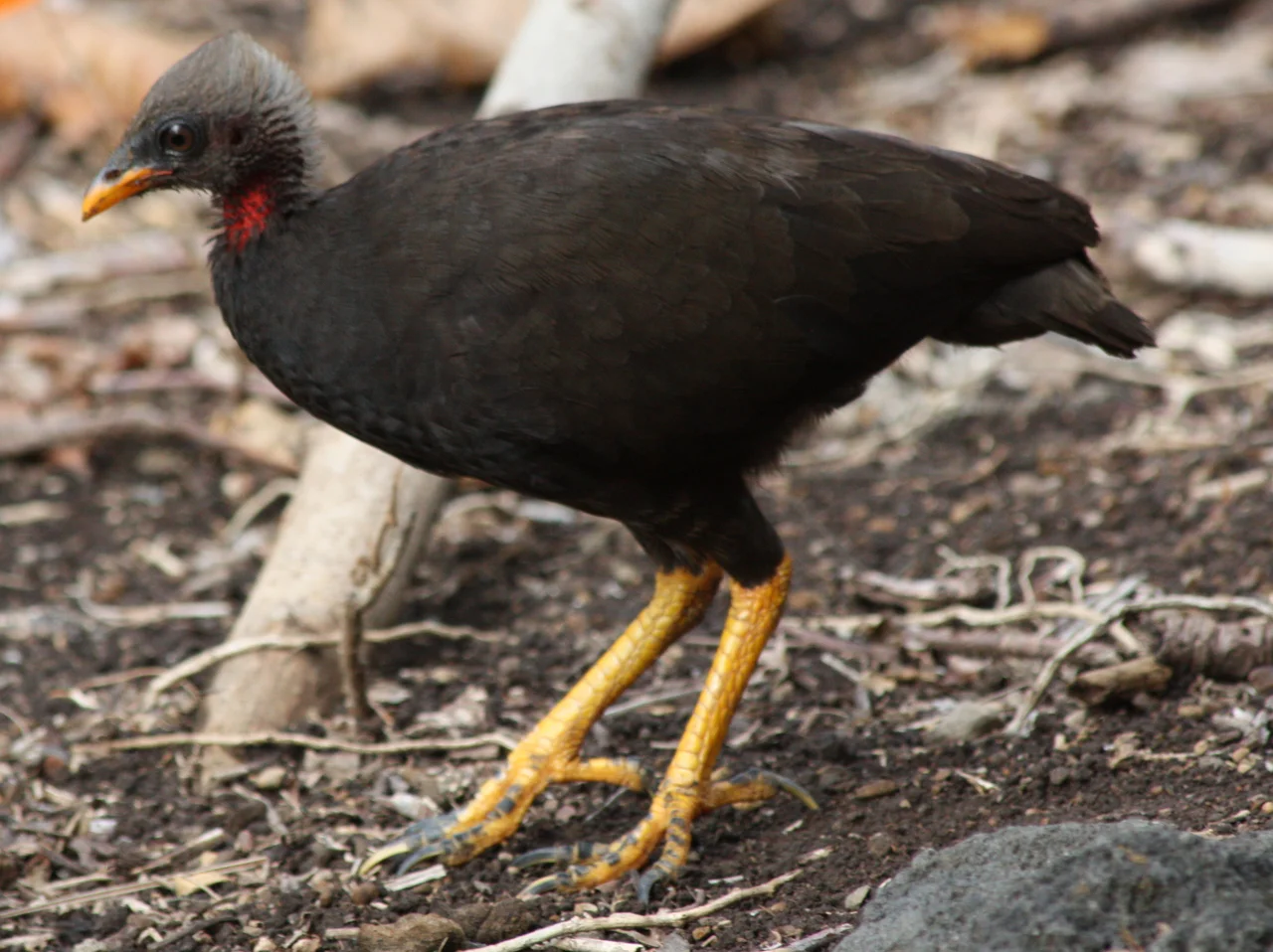 Photos taken on the island of Sariguan, Commonwealth of the Northern Mariana Islands, in June 2010.
Micronesian megapode (Megapodius laperouse).
