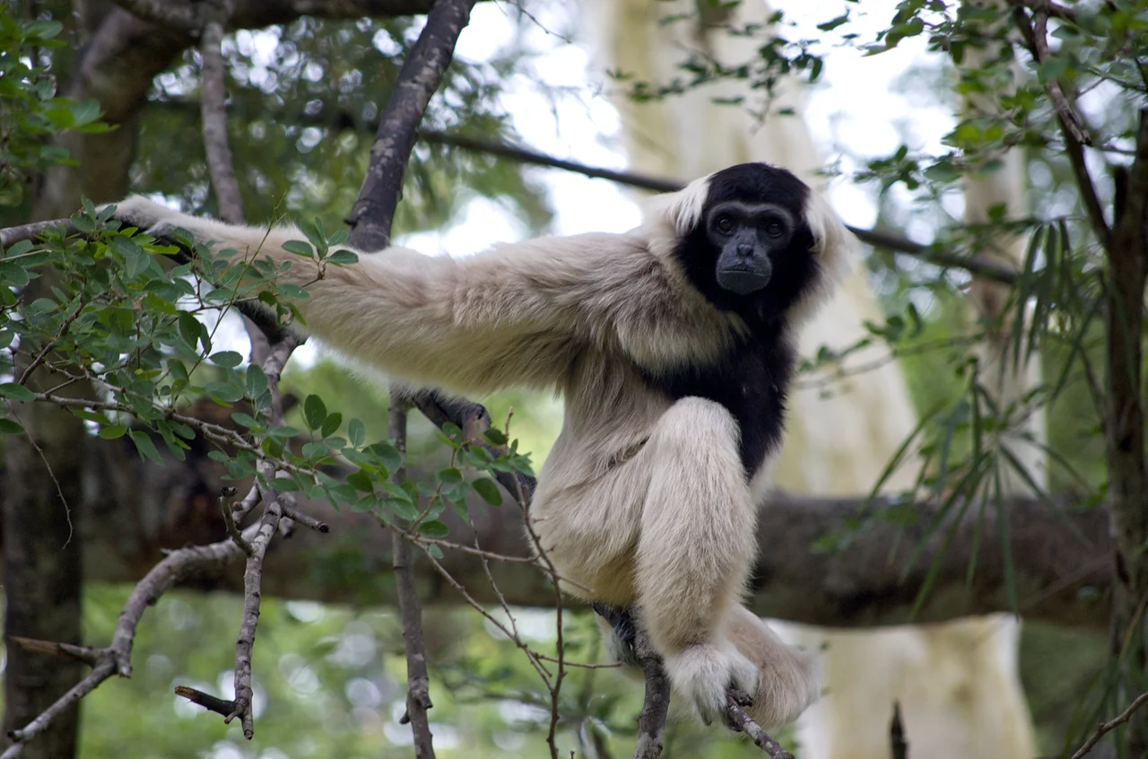 In the branches: gibbon in Khao Kheow Open Zoo