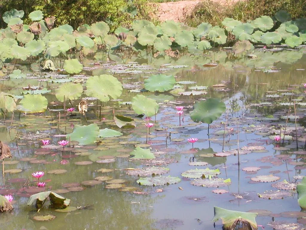 Lotus Nelumbo nucifera (leaves on stems above water) and water-lily Nymphaea sp. (floating leaves and flowers). Thailand.