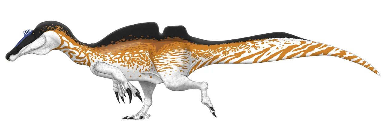 Rigorous life reconstruction of the spinosaurid theropod Ichthyovenator laosensis.
References:

Fossil material:
Allain et al. (2012).[1]
National Museum of Nature and Science, Tokyo.File:Ichthyovenator_laosensis.jpgFile:Ichthyovenator_vertebrae.jpg[2]
Muséum national d'Histoire naturelle, Paris.File:Ichthyovenator_laosensis_65849.jpg
Tail fin:
Muséum national d'Histoire naturelle, Paris.File:Ichthyovenator_laosensis_65849.jpg
Arden et al. (2018).[3]
Allain (pers. comm.).
Basis for spinosaurine classification and resulting inferences:
Allain et al. (2014).[4]
Arden et al. (2018).[5]
Head based on Irritator challengeri, "Angaturama", Oxalaia quilombensis, and Spinosaurus aegyptiacus:
Sales and Schultz (2017).[6]
Ibrahim et al. (2020).[7]"
Hands and arms based on "Angaturama", Suchomimus tenerensis, and Baryonyx walkeri:
Aureliano et al. (2018).[8]
Francisco Bruñén (2018).[9]
Scott Hartman (2018).[10]
Torso, legs, and missing sail and tail anatomy based on Spinosaurus aegyptiacus, Romualdo Formation Spinosaurinae, and Suchomimus tenerensis:
Ibrahim et al. (2020).[11]"
Aureliano et al. (2018).[12]
Francisco Bruñén (2018).[13]
Feet based on Spinosaurus aegyptiacus and Portuguese Spinosauridae indet. tracks:
Ibrahim et al. (2014) (supplementary materials).[14]
Casanovas et al. (1993)[15]
Throat pouch/dewlap based on those seen in living aquatic dinosaurs and crocodilians:
Pelecanus conspicillatus (Australian pelicans):File:Australian_Pelican_showing_large_pouch.jpg
Alligator mississippiensis (American alligators):[16]
Speculative colouration based on living aquatic (and some terrestrial) dinosaurs, as well as other animals with similar semiaquatic or marine lifestyles, including:
Upupa epops (hoopoes):[17]
Aptenodytes forsteri (emperor penguins):File:Aptenodytes_forsteri_-Snow_Hill_Island,_Antarctica_-adults_and_juvenile-8.jpg
Carcharhinus melanopterus (blacktip reef sharks):File:Carcharhinus_melanopterus_bora_bora.png
Paleosuchus trigonatus (smooth-fronted caimans):File:Paleosuchus-trigonatus.jpg
Lophodytes cucullatus (hooded mergansers):File:Hooded_Merganser_(Lophodytes_cucullatus)_(1).JPG
Branta ruficollis (red-breasted geese):File:Red-breasted_goose_arp.jpg