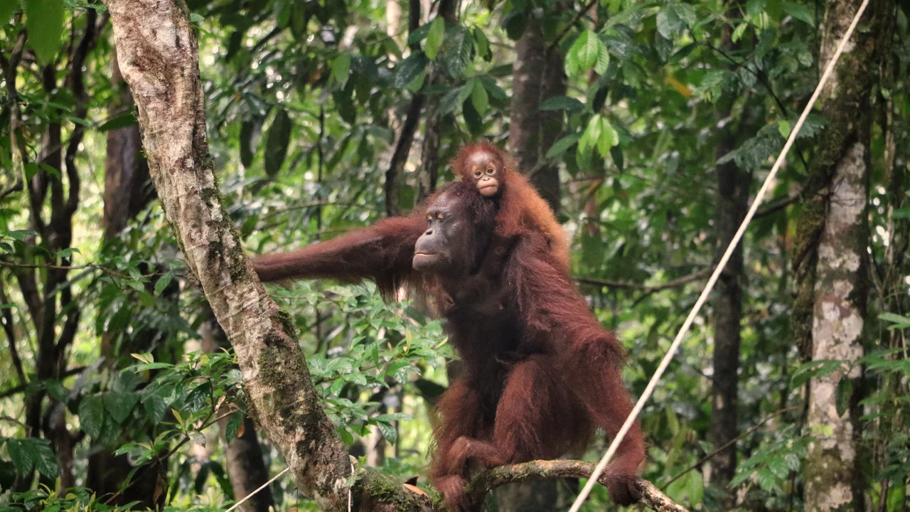 Orangutans are protected animals in the Betung Kerihun National Park. Betung Kerihun National Park still has forests that are still preserved and thus it is still possible to become orangutan habitat