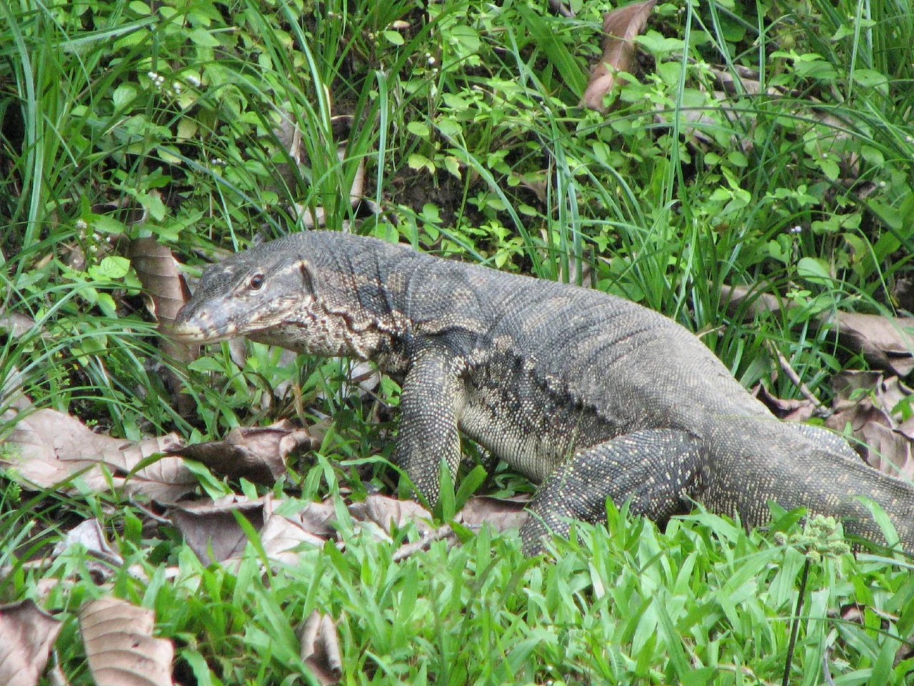 Varanus salvator — Water Monitor; about 1.5m long.

In the Danum Valley Conservation Area on Borneo.