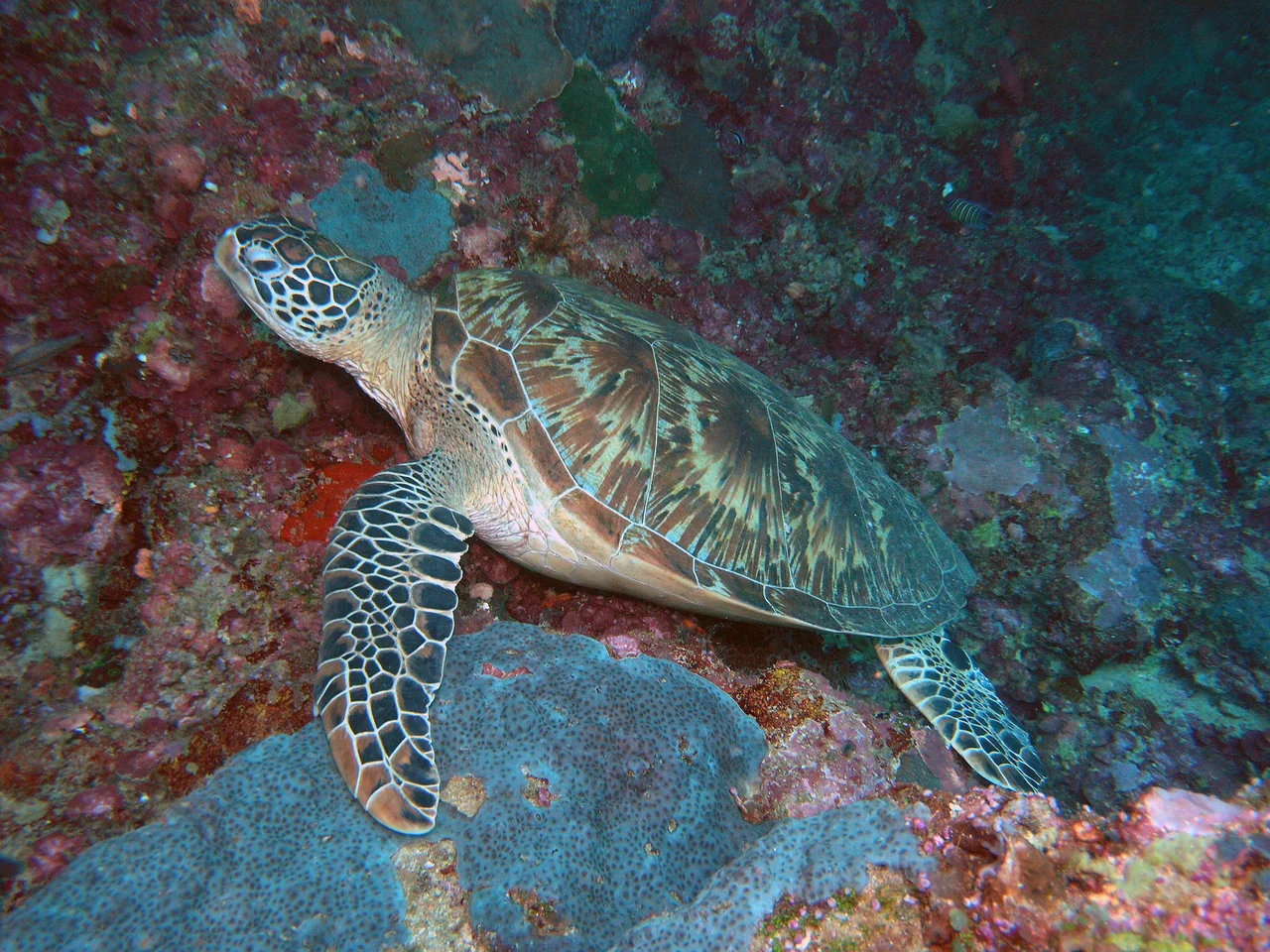 Hawksbill Sipadan.jpg