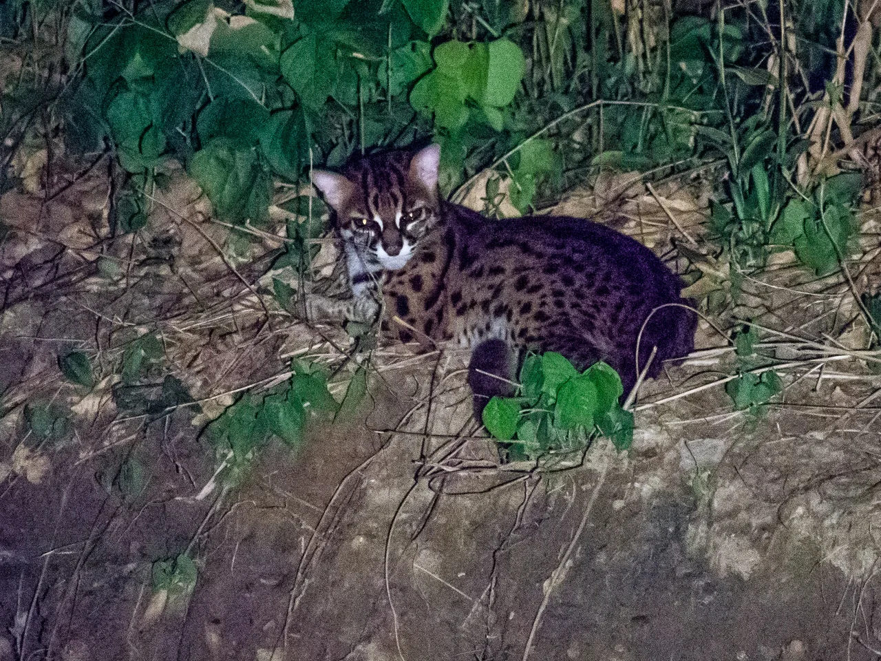 Leopard Cat