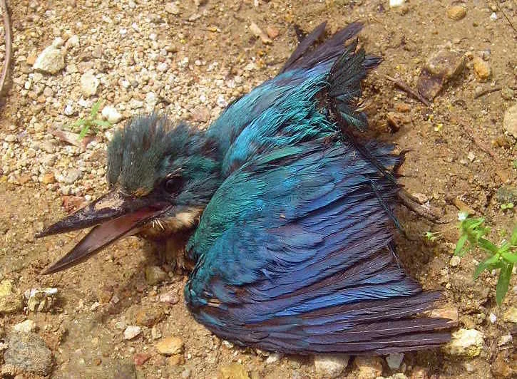 The Takong Island National Marine Reserve was severely damaged after the the M/T Solar oil tanker sank off the Guimaras Strait, Philippines, on 11 August 2006. This bird (a kingfisher?) was rescued in one of the mangrooves being cleaned up.
Olympus Camedia (August 2006, Packard-ICOMP Study Visit). Slightly improved with Picasa.