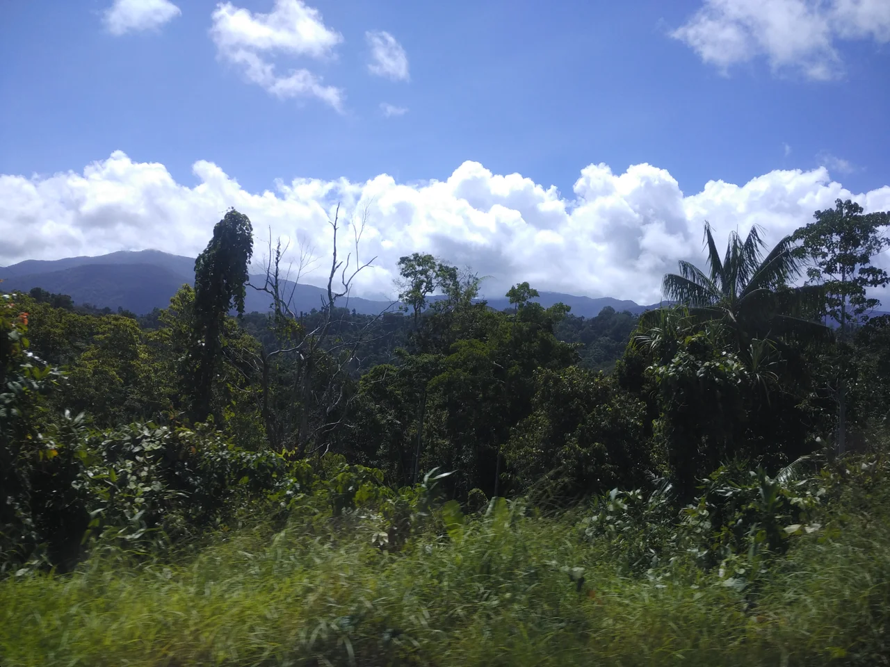 Edge of Aketajawe-Lolobata National Park, Halmahera Island, Indonesia