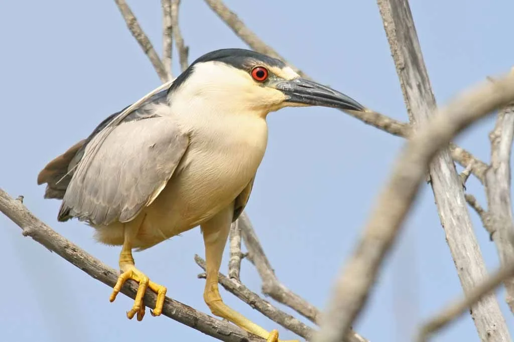 Black-crowned Night Heron Nycticorax nycticorax hoactli, Cloisters Pond, Morro Bay, California