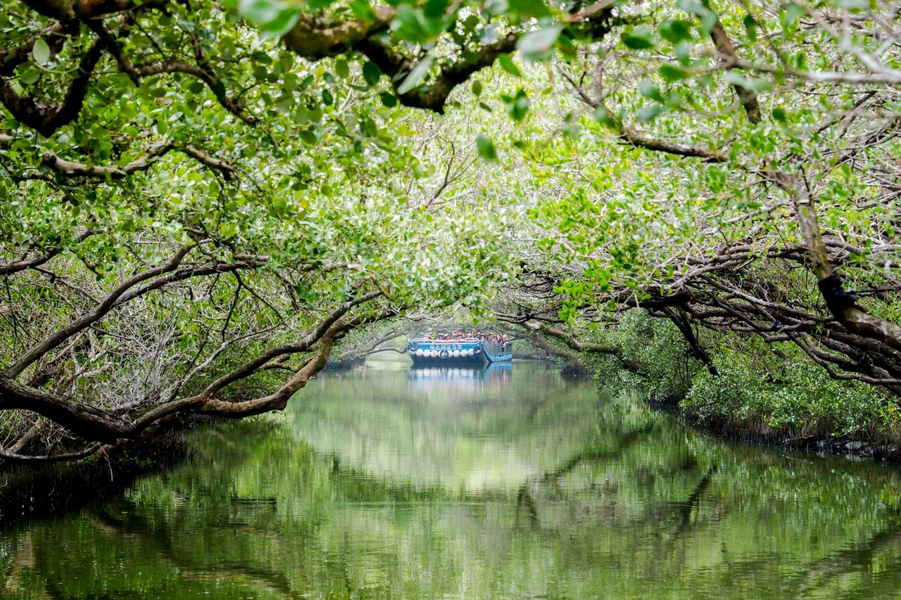 A tunnel of mangroves in Taijiang National Park, Taiwan.