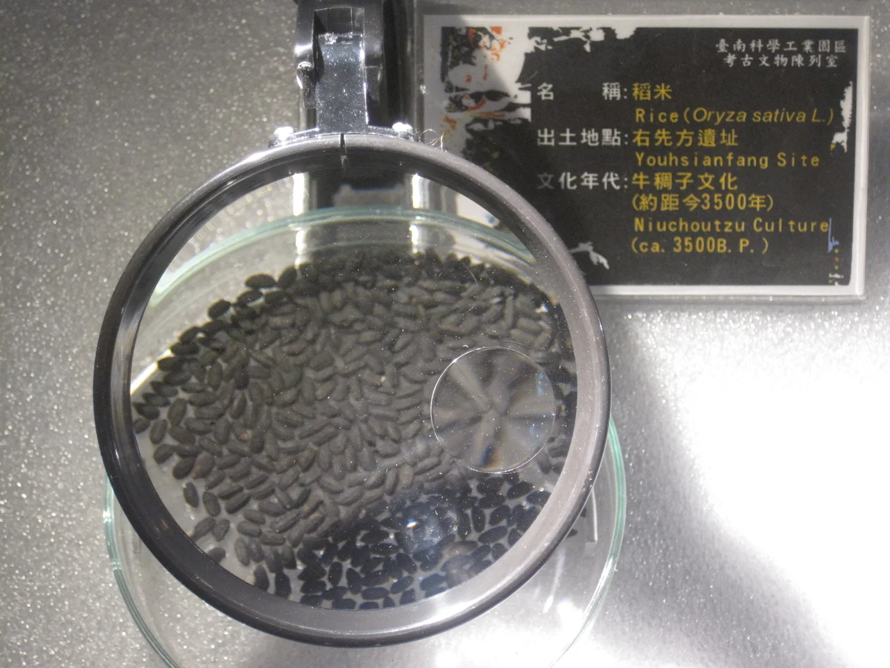 ​右先方遺址的稻米（攝於南科考古文物陳列室）