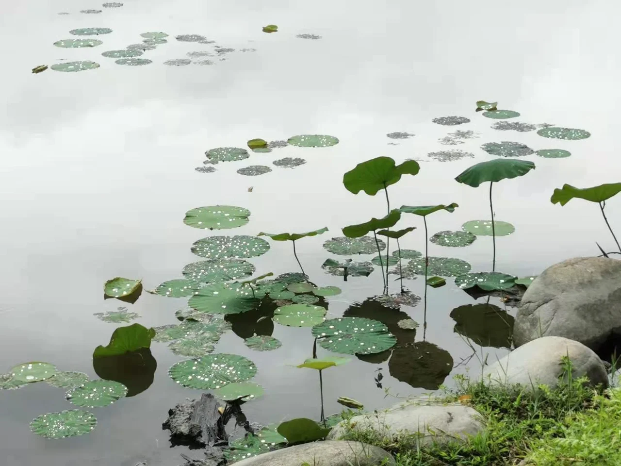 The wood storage pond in the past has become a well-known lotus pond. Photo taken in Dongshi District, Taichung, Taiwan.