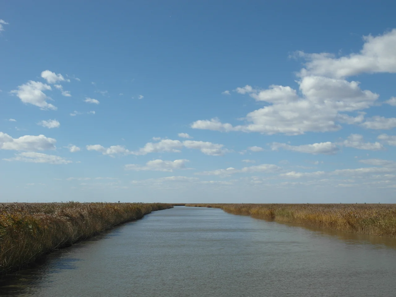 reed-grass beach