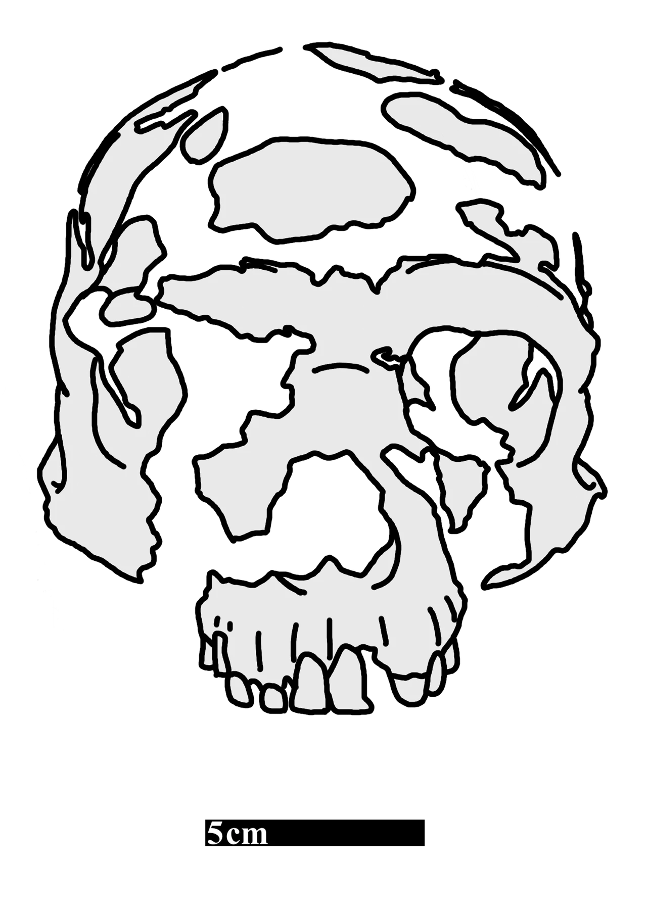 Face illustration of the Jinniushan hominin
