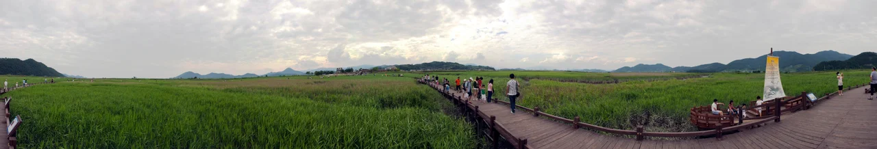 Panorama of Reed fields in Suncheon bay